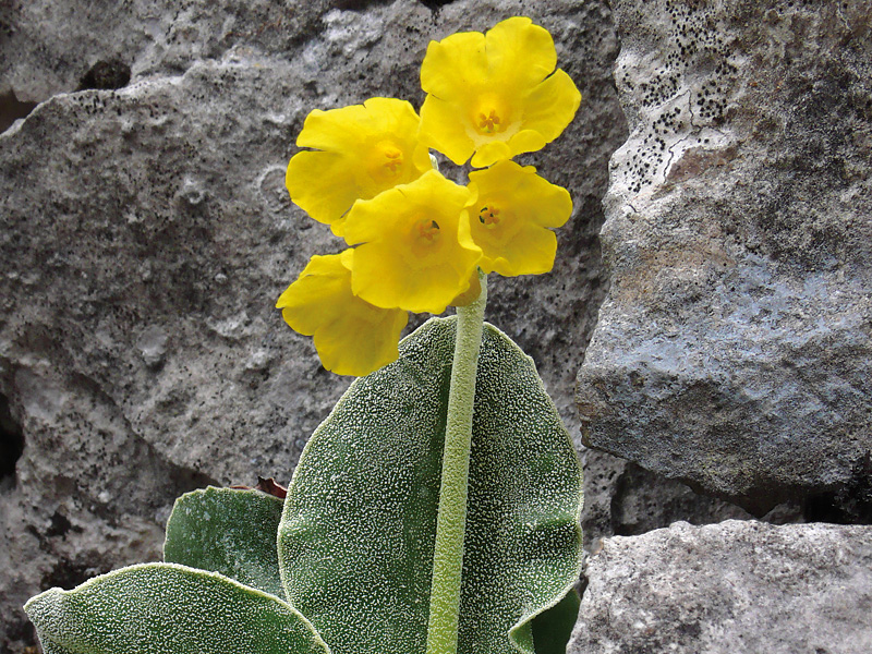 Aurikel, Fluhblümchen (Primula auricula)